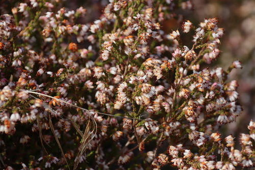 Erica ericoides, photograph 6