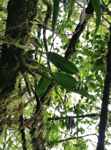 Polystachya cultriformis