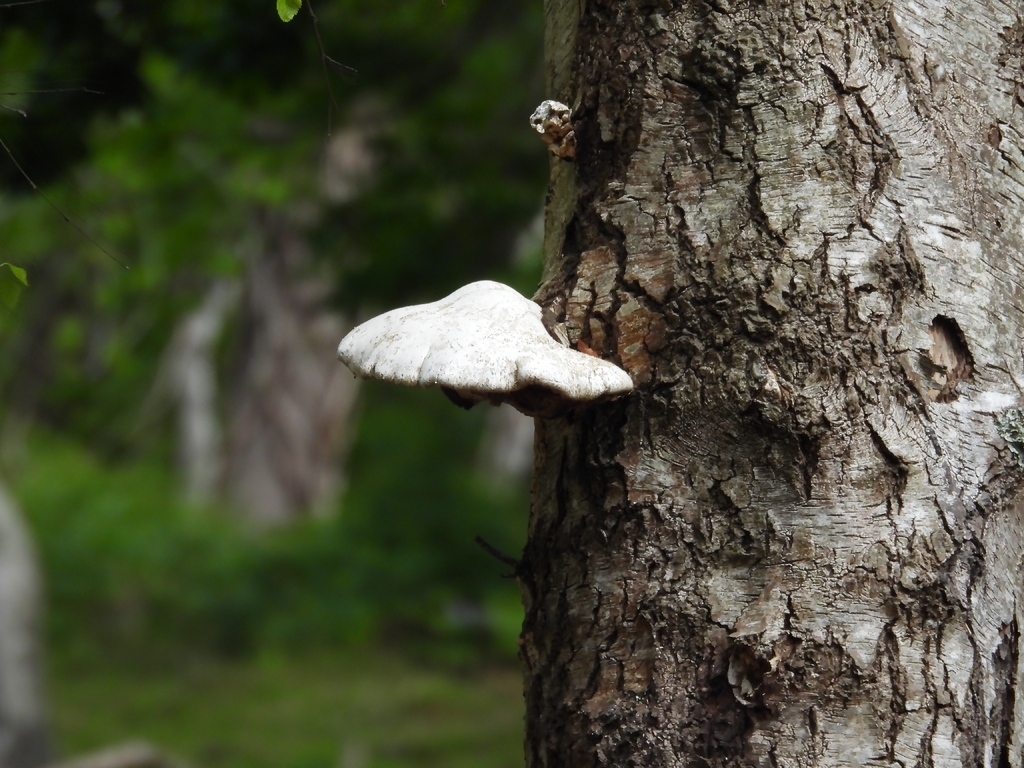 Fomitopsis betulina · May 2026 · photo: © cled (iNaturalist, cc-by)