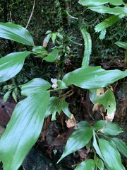 Camptandra gracillima