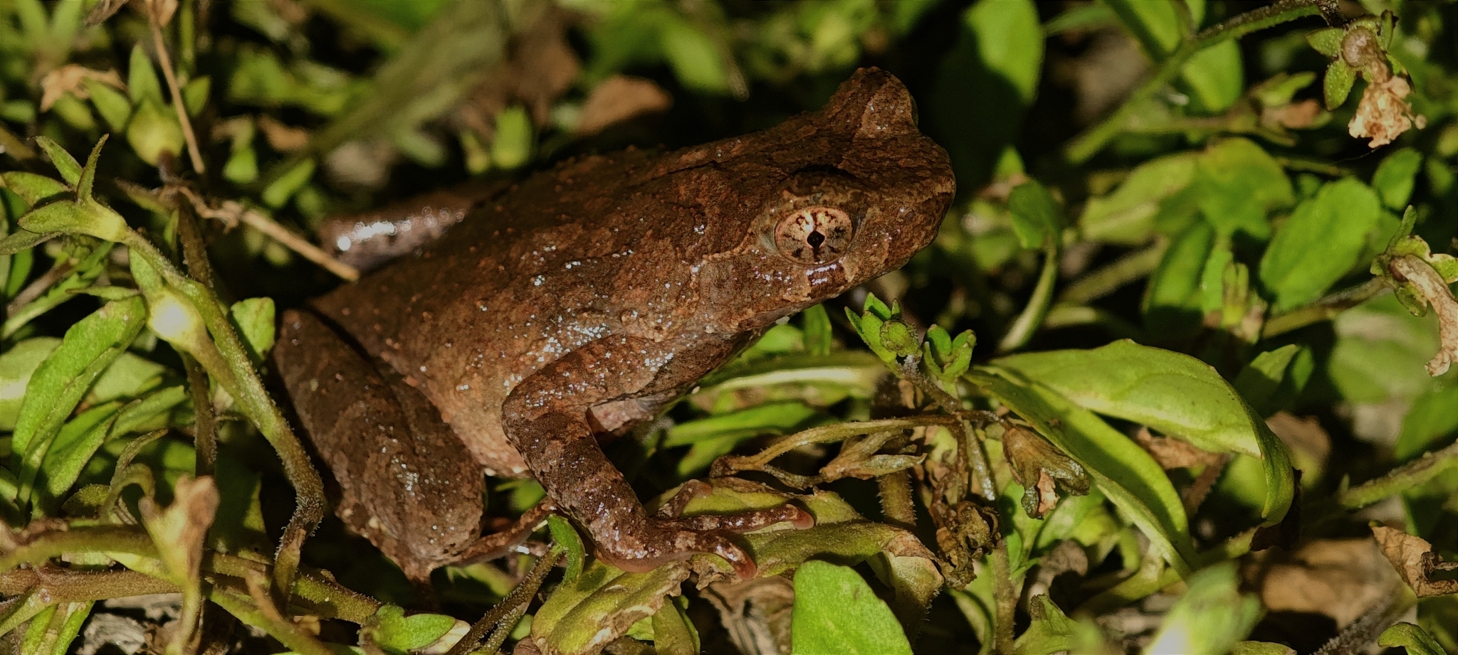 Boulenophrys jingdongensis