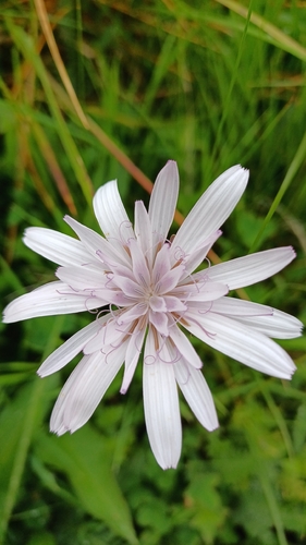 Scorzonera rosea, photograph 6