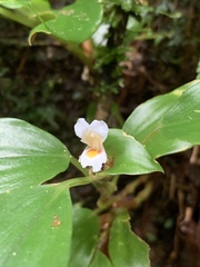 Camptandra gracillima