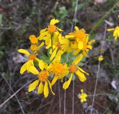 Senecio ampullaceus