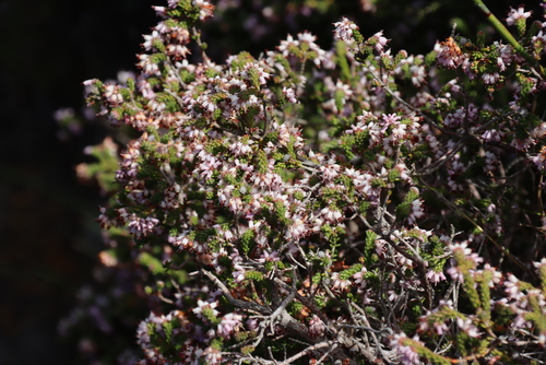 Erica ericoides, photograph 5