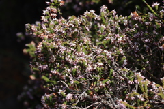 Erica ericoides, photograph (c) Tony Rebelo, some rights reserved (CC BY-SA)