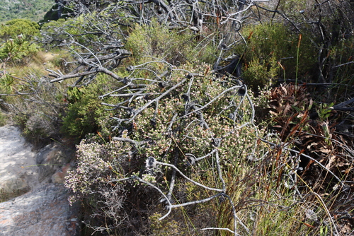 Erica ericoides, photograph 4