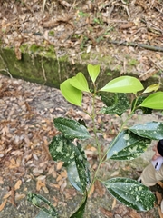 Cryptocarya chinensis