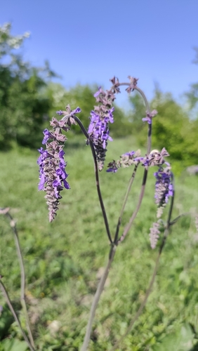 Nodding Sage