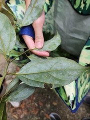 Cryptocarya chinensis, photograph (c) Yu-Chang Chen, some rights reserved (CC BY)