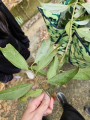 Cryptocarya chinensis, photograph (c) Yu-Chang Chen, some rights reserved (CC BY)