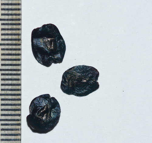 Drimia raogibikei