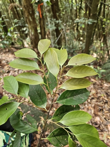 Castanopsis kawakamii, photograph 5