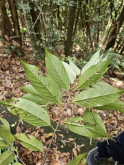 Castanopsis kawakamii, photograph (c) Yu-Chang Chen, some rights reserved (CC BY)