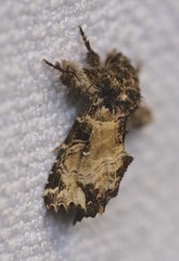 Callopistria rivularis