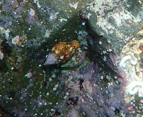 Columbella rustica
