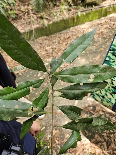 Lithocarpus hancei