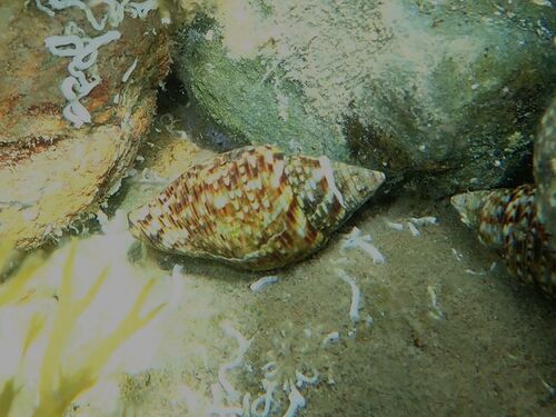 Pisania striata