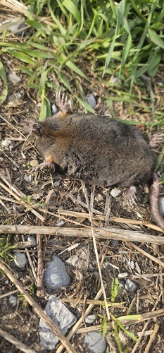 Star-nosed Mole observed by sparkes25