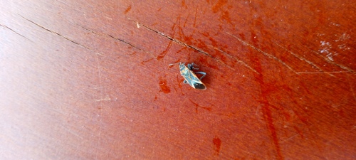 Bindweed Seedeating Bug