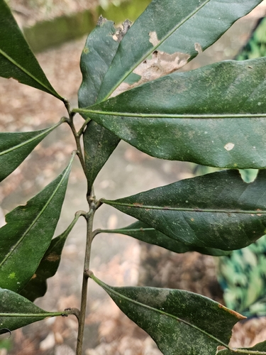 Lithocarpus hancei, photograph 2
