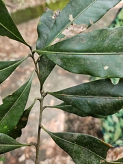 Lithocarpus hancei, photograph (c) Yu-Chang Chen, some rights reserved (CC BY)