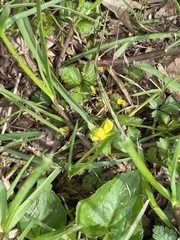 Waldsteinia fragarioides