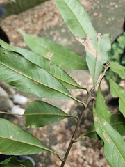 Lithocarpus hancei, photograph (c) Yu-Chang Chen, some rights reserved (CC BY)