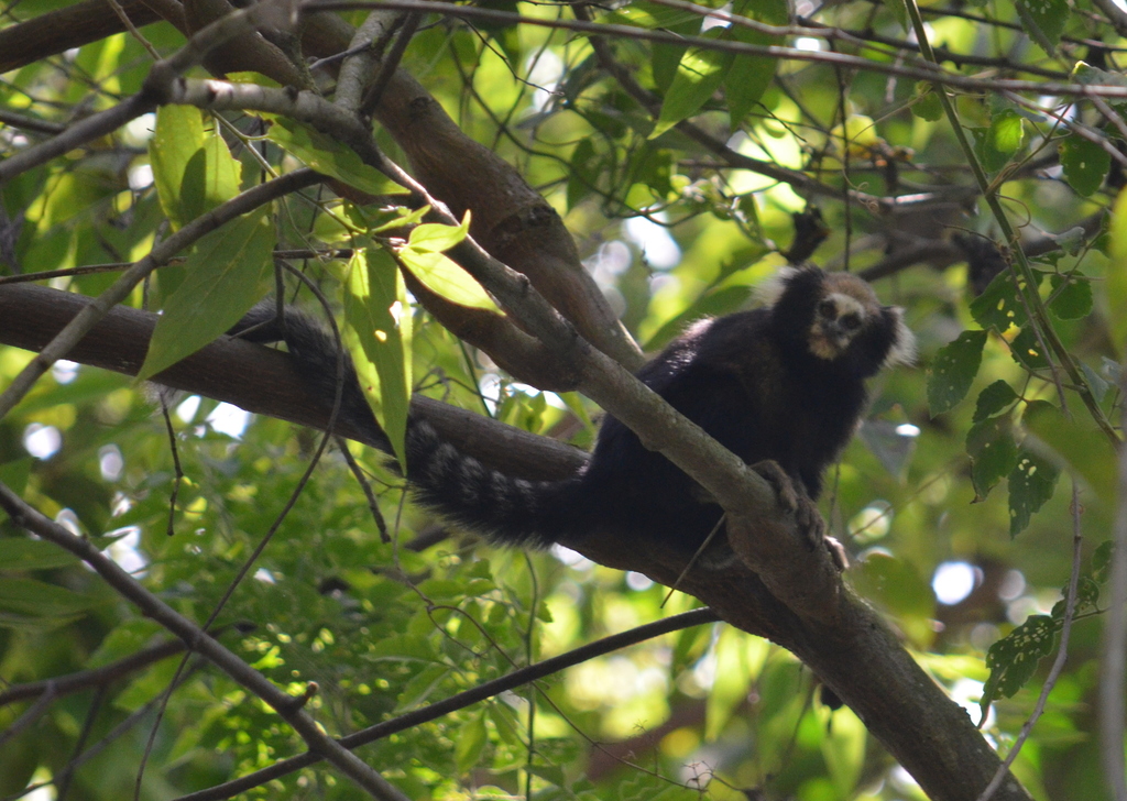 Buffy-tufted-ear Marmoset