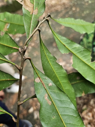 Lithocarpus hancei, photograph 4
