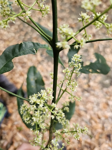 Melicope pteleifolia, photograph 4