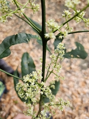 Melicope pteleifolia, photograph (c) Yu-Chang Chen, some rights reserved (CC BY)