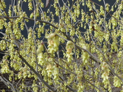 Corylopsis