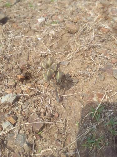 Drimia raogibikei