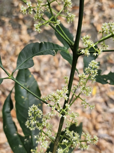 Melicope pteleifolia, photograph 5