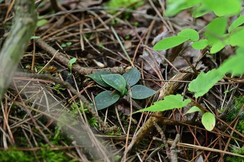 Schlechtendal's Goodyera
