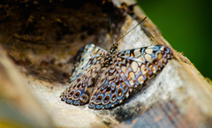 Hamadryas fornax