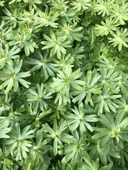 Eranthis