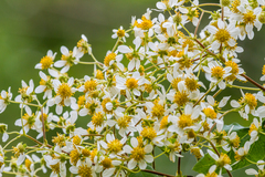 Montanoa quadrangularis