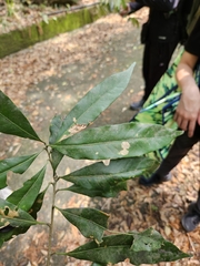 Lithocarpus hancei, photograph (c) Yu-Chang Chen, some rights reserved (CC BY)