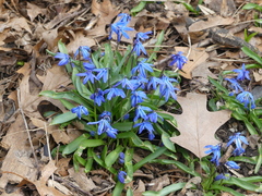 Scilla siberica