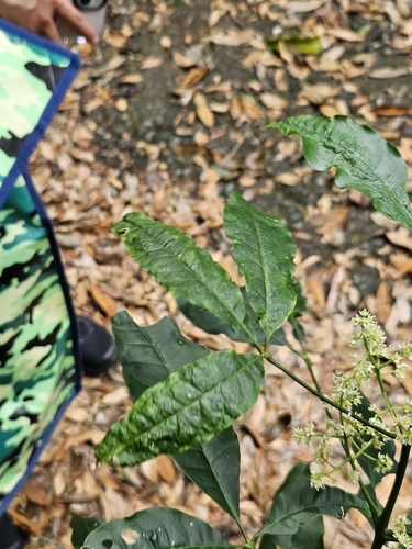 Melicope pteleifolia, photograph 6