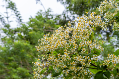 Montanoa quadrangularis