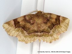 Metarranthis hypochraria