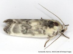 Antaeotricha