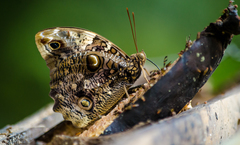 Opsiphanes quiteria