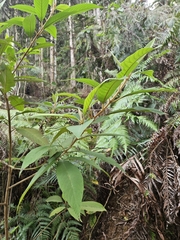Callicarpa kochiana