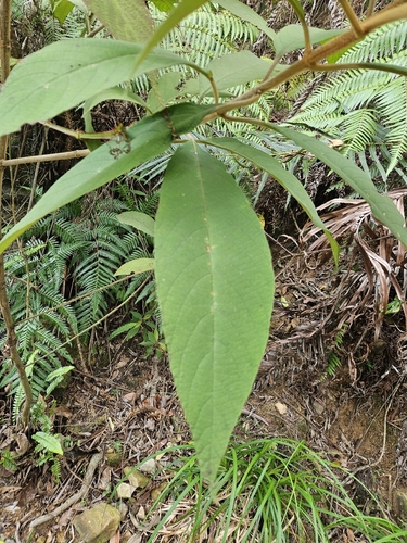 Callicarpa kochiana, photograph 2