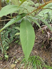 (c) Yu-Chang Chen, some rights reserved (CC BY) Callicarpa kochiana, photograph (c) Yu-Chang Chen, some rights reserved (CC BY)