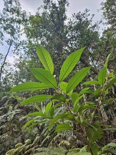 Callicarpa kochiana, photograph 3